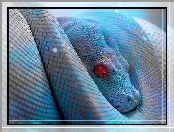 Wąż, Oczy, Niebieski, Czerwone