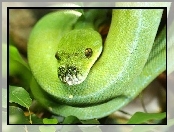 Zielony, Wąż, Pyton