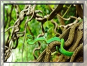 Wąż, Rośliny, Zielony, Pnącza