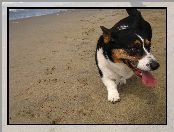 Welsh corgi cardigan, plaża