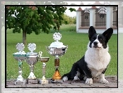 puchary, Welsh corgi cardigan