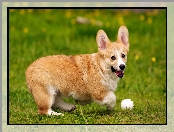 Welsh corgi pembroke, Piłeczka