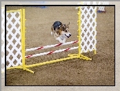 Welsh corgi pembroke, przeszkoda