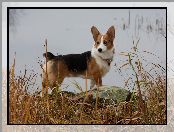 woda, Welsh corgi pembroke