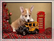 Pies, Szczeniak, Zabawki, Welsh corgi pembroke
