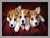 Welsh Corgi Pembroke, Trzy, Szczeniaki