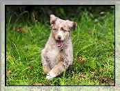 Australian shepherd, Szczeniak, Owczarek australijski