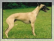 trawa, Whippet, zielona