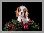 Dekoracja, Świąteczna, Szczeniaczek, Słodki, Cavalier King Charles spaniel