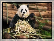 Łodygi, Panda wielka, Bambus