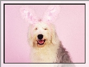 Pies, Wielkanoc
