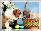 Pies, Buldog, Wielkanoc, Zajączek