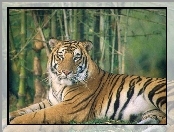 Tygrys, Wielki