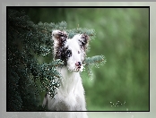 Świerkowe, Gałązki, Border collie, Pies, Mordka