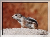 Ziemna, Chipmunk, Wiewiórka