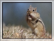 Ziemna, Chipmunk, Wiewiórka