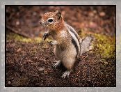 Łapki, Wiewiórka, Chipmunk