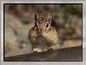 Wiewiórka, Chipmunk