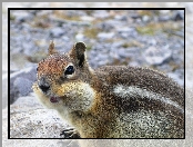 Wiewiórka, Chipmunk