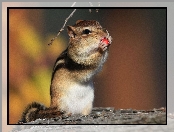 Chipmunk, Wiewiórka, Łapki