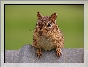Wiewiórka, Chipmunk