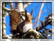 Choinka, Wiewiórka, Śnieg
