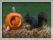 Wiewiórka, Halloween, Czarna, Dynia