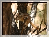Drzewo, Wiewiórka, Chipmunk