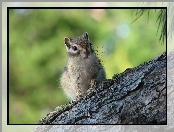 Drzewo, Wiewiórka, Chipmunk