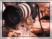 Fotograficzny, Wiewiórka, Aparat