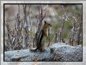 Wiewiórka, Gałązki, Chipmunk, Ziemna