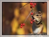 Jarzębiny, Drzewo, Wiewiórka, Chipmunk, Ziemna