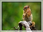 Konar, Wiewiórka, Chipmunk