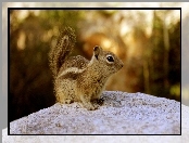 Las, Skała, Wiewiórka, Chipmunk, Ziemna
