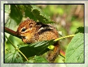 Wiewiórka, Liście, Malutka, Chipmunk
