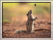 Motylek, Wiewiórka, Chipmunk
