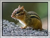 Wiewiórka, Skała, Chipmunk, Ziemna
