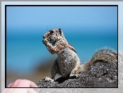 Skała, Wiewiórka, Chipmunk