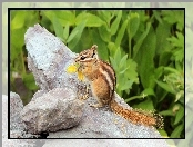 Wiewiórka, Skała, Chipmunk, Ziemna