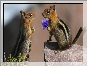 Wiewiórki, Kamień, Dwie, Kwiatek