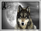 Noc, Wilk, Księżyc