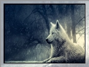 Wilk, Polarny