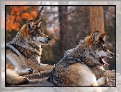 Wilki