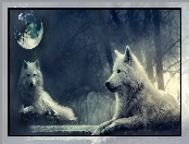 Wilki, Księżyc, Białe, Noc
