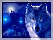 Gwiazdy, Wilki, Noc