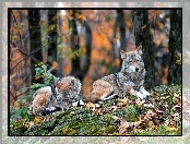 Jesień, Wilki, Las