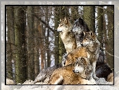 Wilki, Las