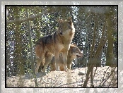Wilki, Las
