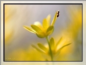 Żółte, Mrówka, Ziarnopłon Wiosenny, Kwiaty