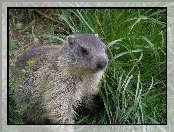 Trawa, Marmota, Futerko